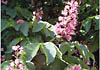 Chestnuts in Blossom